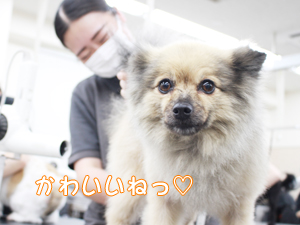かわいいねって言ってみました☆